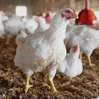 شاگردبرای مرغ فروشی ومرغ پرکنی نیاز دارم