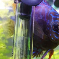 دیسکس سر حال و غذا خور