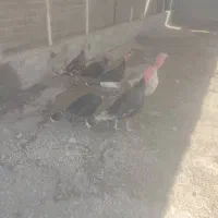 با سلام دوتا بوقلمون نر وچهار تا ماده