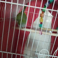 دو عدد|پرنده|ماهدشت, |دیوار