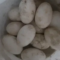 تخم قوغاز نطفه دار