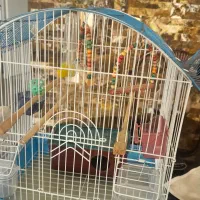 قفسه پرنده|لوازم جانبی حیوانات|کرج, مهرویلا جنوبی|دیوار