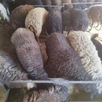 گوسفند زنده بره میش قربانی|حیوانات مزرعه|قرچک, صالح آباد|دیوار