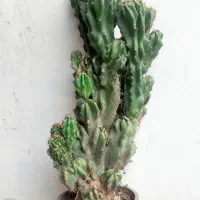 کاکتوس صخره ای