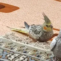 عروس هلندی سالم و سرحال|پرنده|اردکان, |دیوار