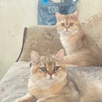 یک جفت گربه بیریتیش گلد