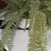 گل طبیعی|گل و گیاه طبیعی|چناران, |دیوار