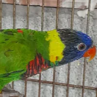 طوطی لری نر|پرنده|سلمان‌شهر, |دیوار