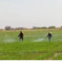 سم پاشی