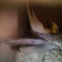 عروس هلندی جفت کار داده|پرنده|اهرم, |دیوار