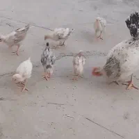 جوجه