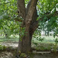 برش چوب درخت وخرید چوب درمحل|خدمات پیشه و مهارت|ارومیه, |دیوار