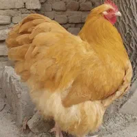 جوجه مرغ اورپینگتون
