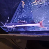 ماهی ردتیل خونگی