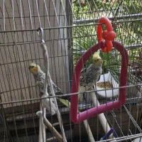 عروس هلندی