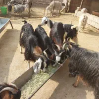 ۶تا بز چاغ هم داشتی هم کشتی جفتی ۱۶ ملیون