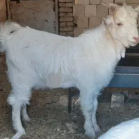 کره نر بوئر