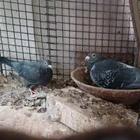 قوره ای و دم سفید و المانی (کفتر)|پرنده|بیرجند, |دیوار