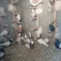 کفتر ماده پرشی|پرنده|نیشابور, دهنو|دیوار