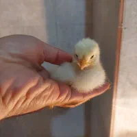 جوجه برهما لایت