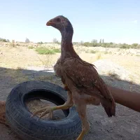 جوجه لاری