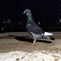 کبوتر ابلغ نر مست