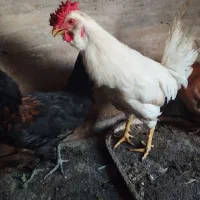 خروس|حیوانات مزرعه|اندیشه, اندیشه فاز ۴|دیوار