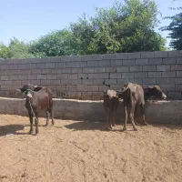 حشوا گاومیش