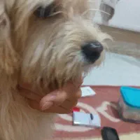 سگ فاز ۵ جنوبی پیدا شده