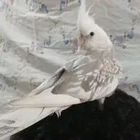 عروس هلندی آلبینو نسکافه ی فول اهلی به شرط تضمینی