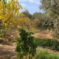 فروش خونه باغ|فروش خانه و ویلا|طارم, |دیوار