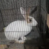 خرگوش واکسن زده