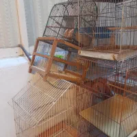 قفس  بزرگ وکوچک  در حد نوع|لوازم جانبی حیوانات|لنگرود, |دیوار