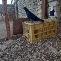 پرنده|پرنده|اسفراین, |دیوار