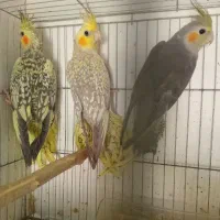 طوطی عروس هلندی و مرغ عشق|پرنده|سنگر, |دیوار