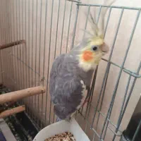 عروس هلندی نر نیمه رام|پرنده|قدس, شهرقدس|دیوار