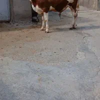 گوساله نر درجه ۱