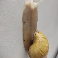 حلزون
