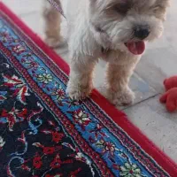 سگ پاه کوتاه|سگ|رفسنجان, |دیوار