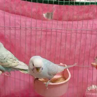 فروش مرغ عشق|پرنده|قم, شاه سید علی|دیوار