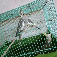 4عدد عروس هلندی بالغ با قفس|پرنده|اهرم, |دیوار