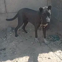 سگ نر و ماده میکس