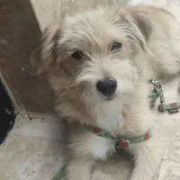 سگ پاکوتاه