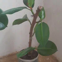 فروش گل فیکوس خانگی|گل و گیاه طبیعی|سنندج, |دیوار