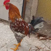 خروس یک ساله