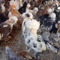 جوجه مرغ ۴ ماه|حیوانات مزرعه|اصفهان, نصرآباد|دیوار
