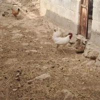 خروس محلی درجه ۱