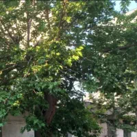 فروش ویلایی ۳۲۰ متر ۲ طبقه سندی ۲کله ۲نبش در گلایل