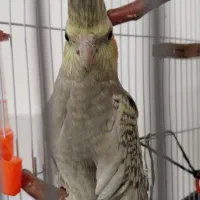 عروس هلندی نر صدفی پروانه ای