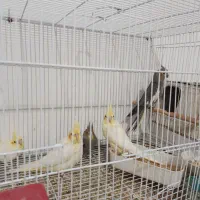 جوجه عروس هلندی